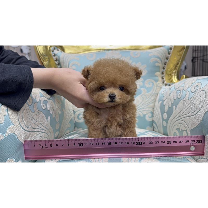 販売中の新潟県のティーカッププードル-421935の2枚目