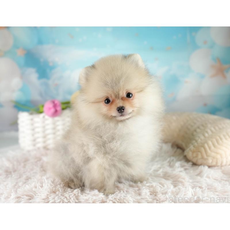 販売中の埼玉県のポメラニアン-415690の11枚目