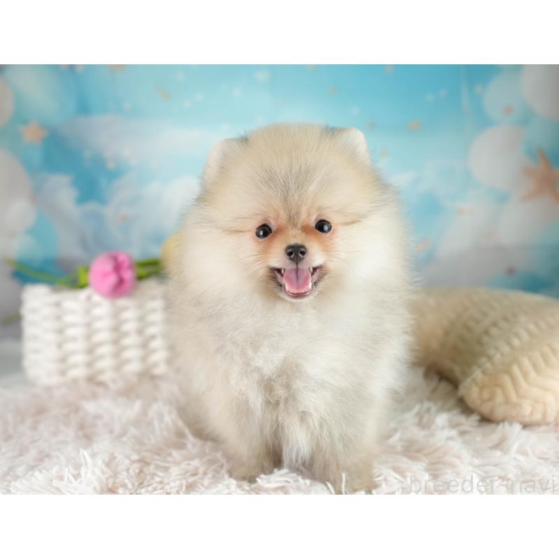 販売中の埼玉県のポメラニアン-415690の10枚目