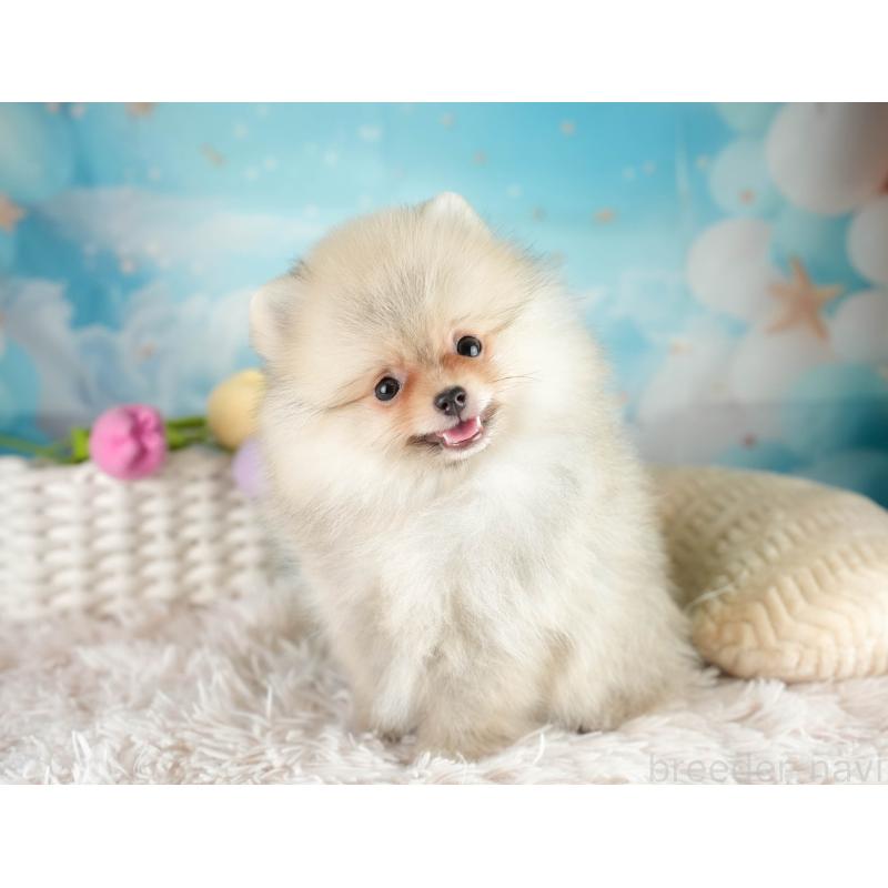 販売中の埼玉県のポメラニアン-415690の9枚目