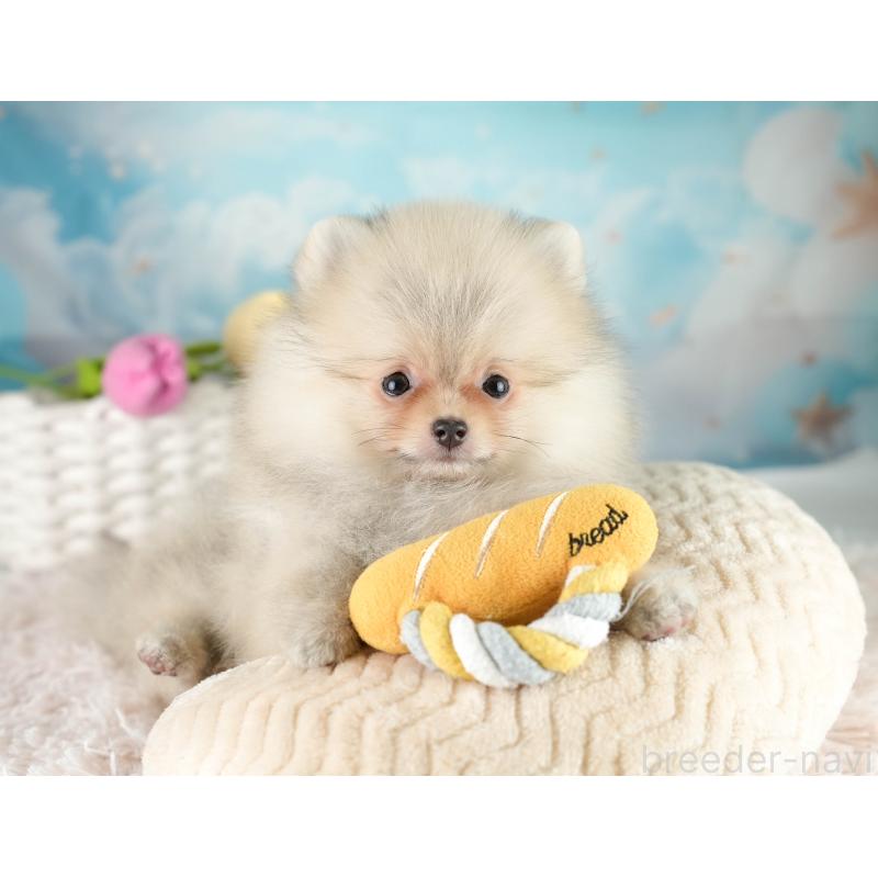 販売中の埼玉県のポメラニアン-415690の8枚目