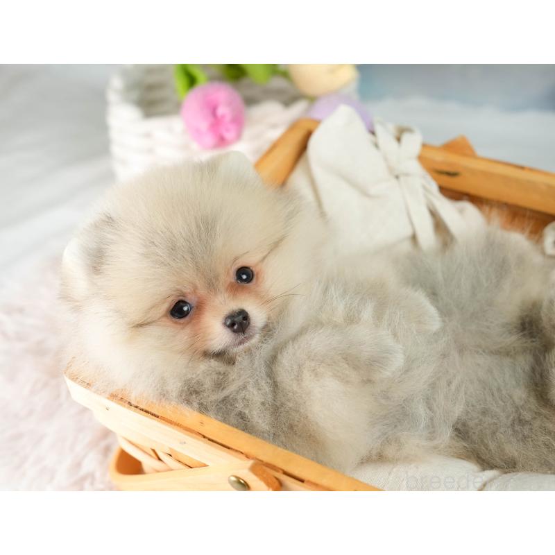 販売中の埼玉県のポメラニアン-415690の7枚目