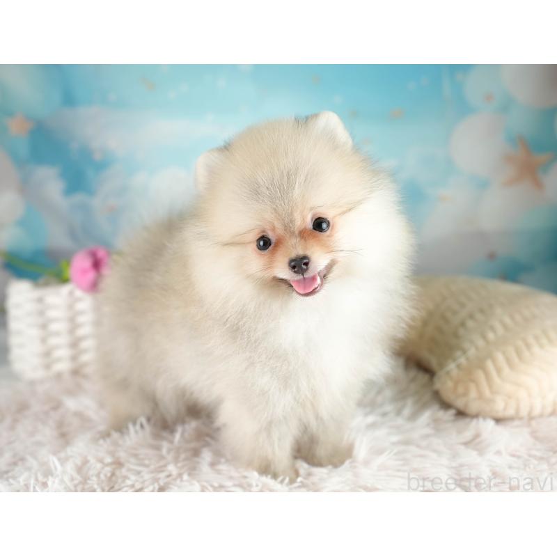 販売中の埼玉県のポメラニアン-415690の6枚目