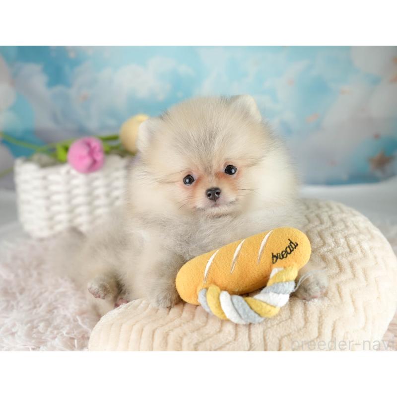 販売中の埼玉県のポメラニアン-415690の5枚目