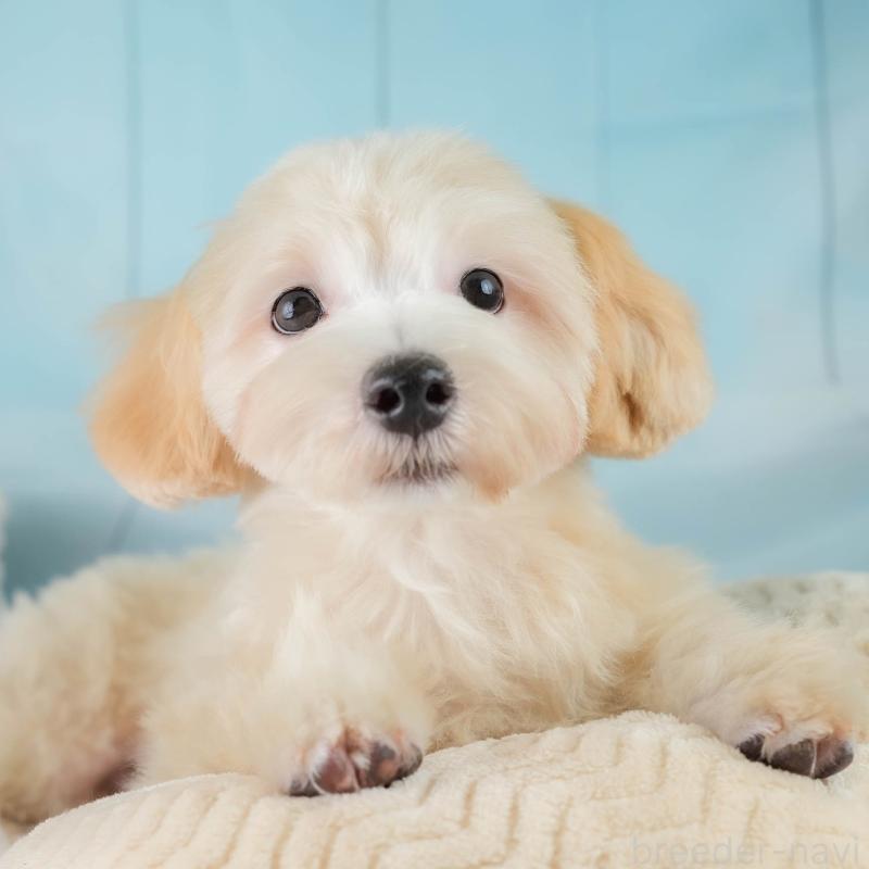 販売中の埼玉県のマルプー:マルチーズ×トイプードル-406470