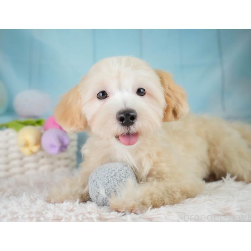 成約済の埼玉県のマルプー:マルチーズ×トイプードル-406470の13枚目