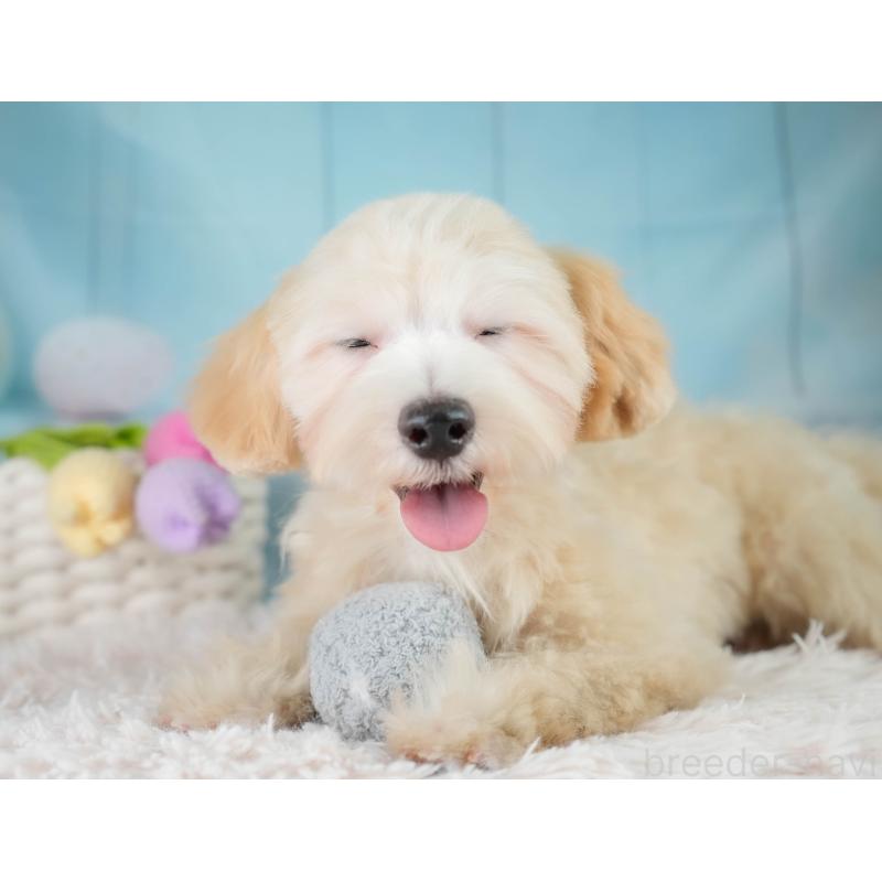 成約済の埼玉県のマルプー:マルチーズ×トイプードル-406470の12枚目