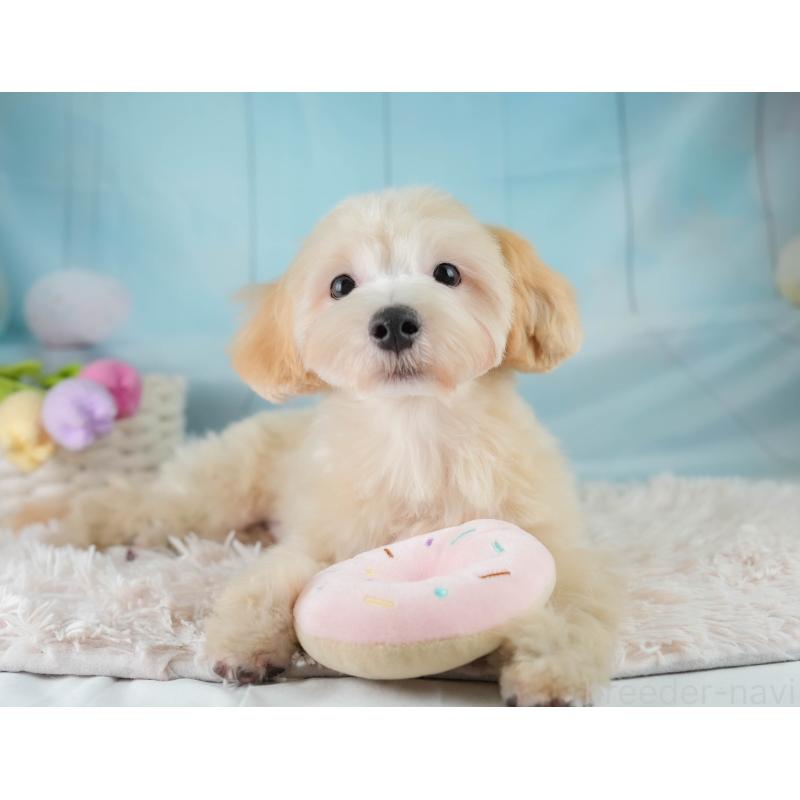 成約済の埼玉県のマルプー:マルチーズ×トイプードル-406470の10枚目