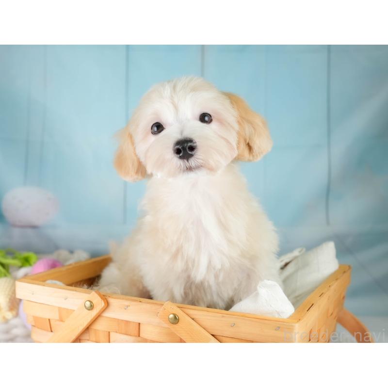 成約済の埼玉県のマルプー:マルチーズ×トイプードル-406470の9枚目