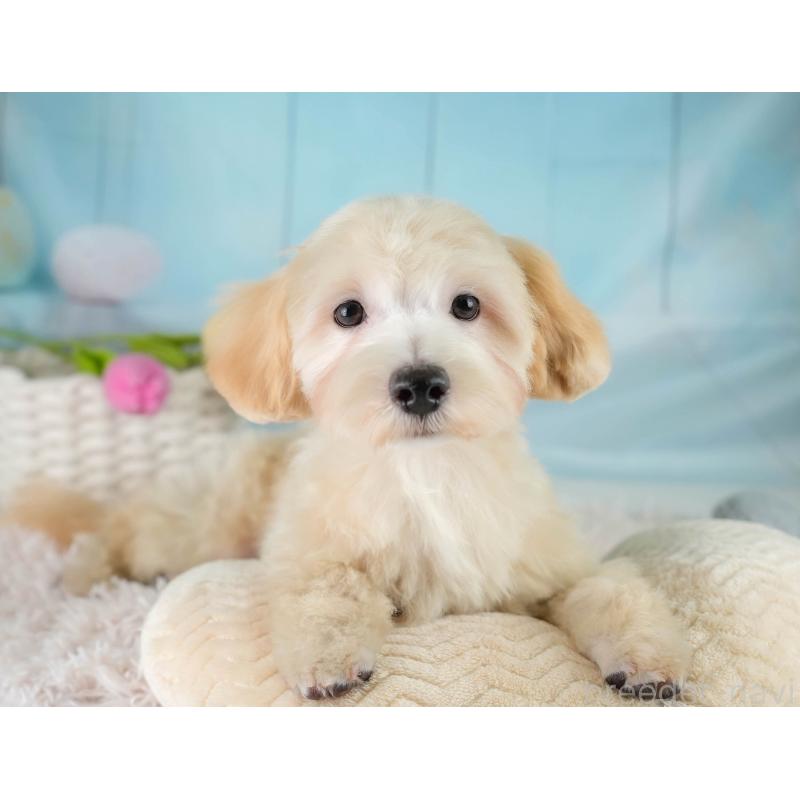 成約済の埼玉県のマルプー:マルチーズ×トイプードル-406470の8枚目