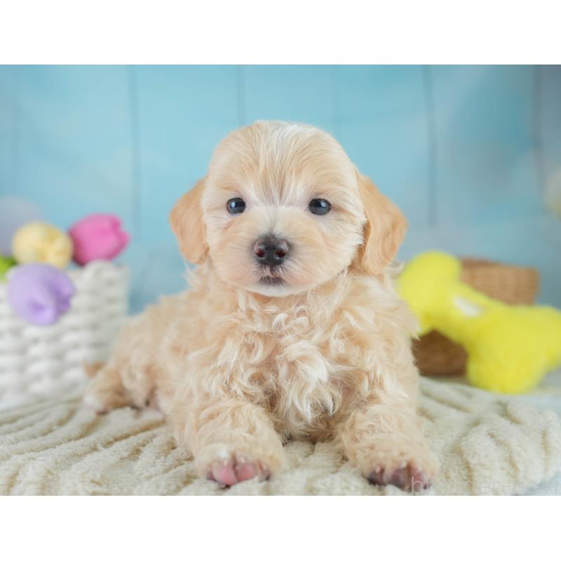 成約済の埼玉県のマルプー:マルチーズ×トイプードル-406470の7枚目