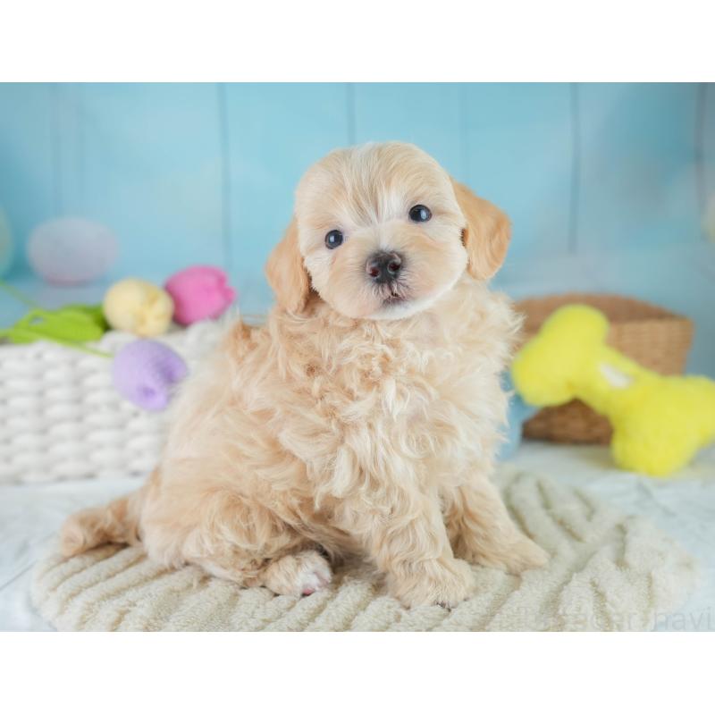 成約済の埼玉県のマルプー:マルチーズ×トイプードル-406470の6枚目