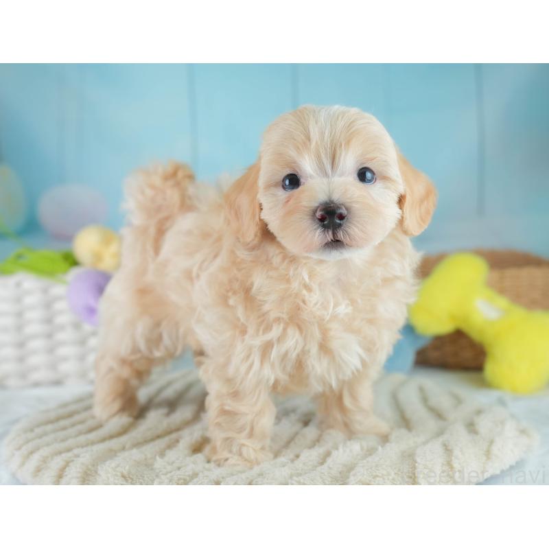 成約済の埼玉県のマルプー:マルチーズ×トイプードル-406470の5枚目