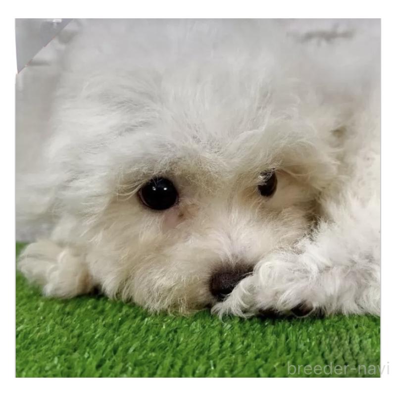 販売中の埼玉県のビションフリーゼ-405149の3枚目