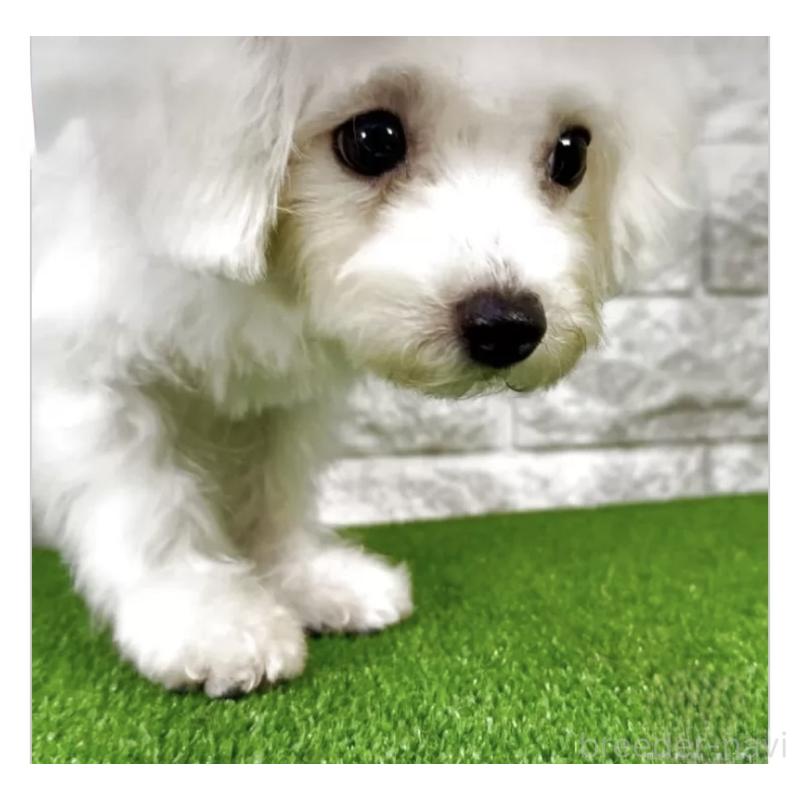 販売中の埼玉県のビションフリーゼ-405149の2枚目