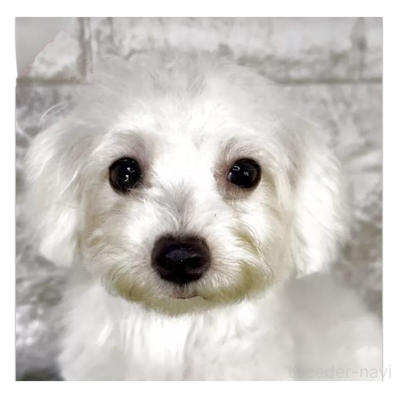 販売中の埼玉県のビションフリーゼ-405149