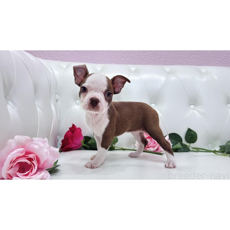 販売中の埼玉県のボストンテリア-416126