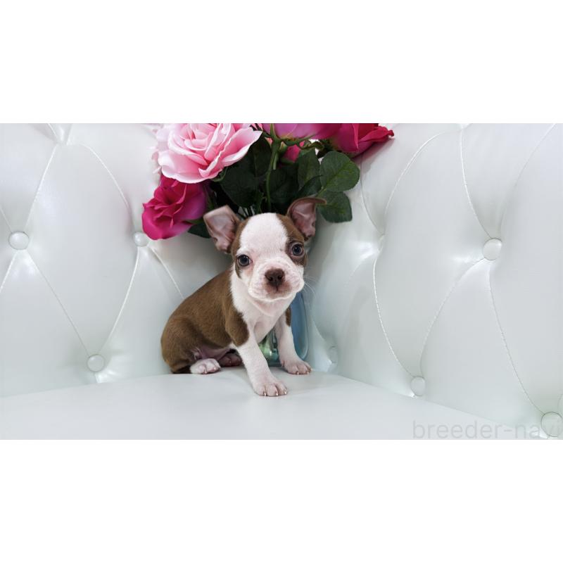 販売中の埼玉県のボストンテリア-416126の12枚目