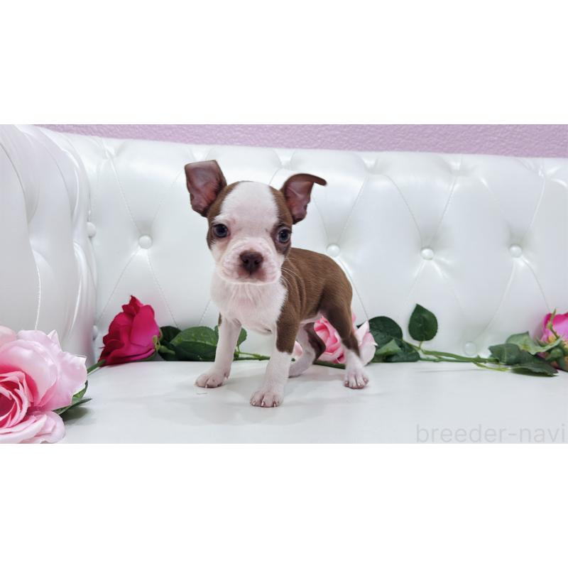 販売中の埼玉県のボストンテリア-416126の11枚目