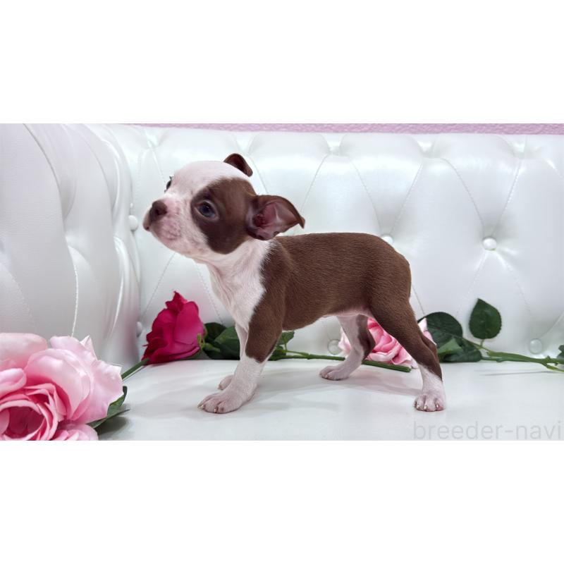 販売中の埼玉県のボストンテリア-416126の10枚目