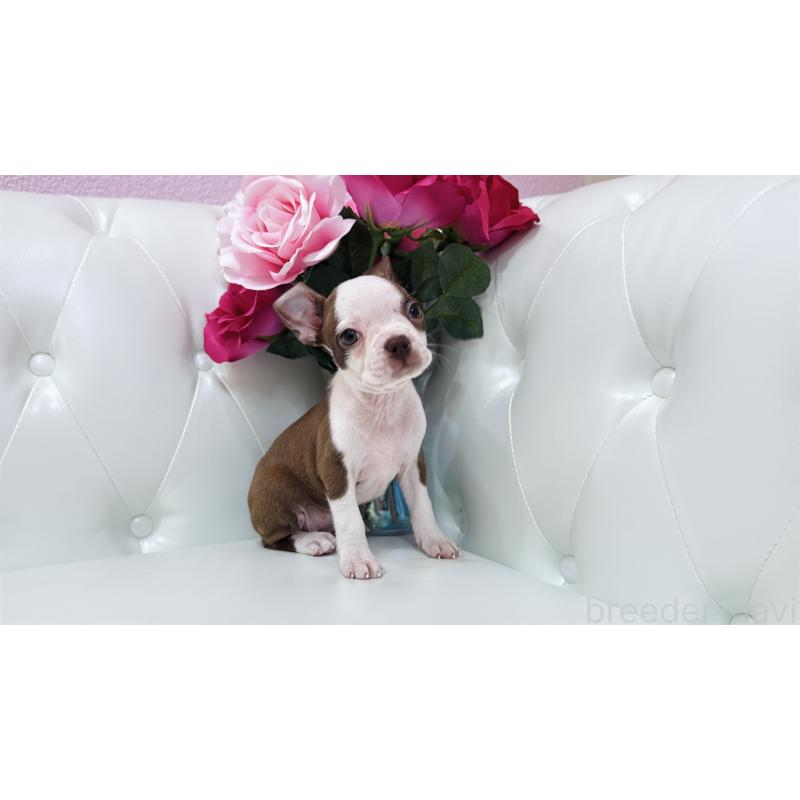 販売中の埼玉県のボストンテリア-416126の9枚目