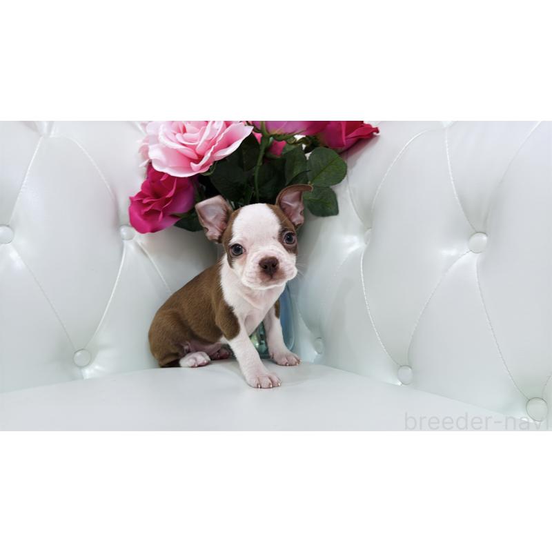 販売中の埼玉県のボストンテリア-416126の8枚目