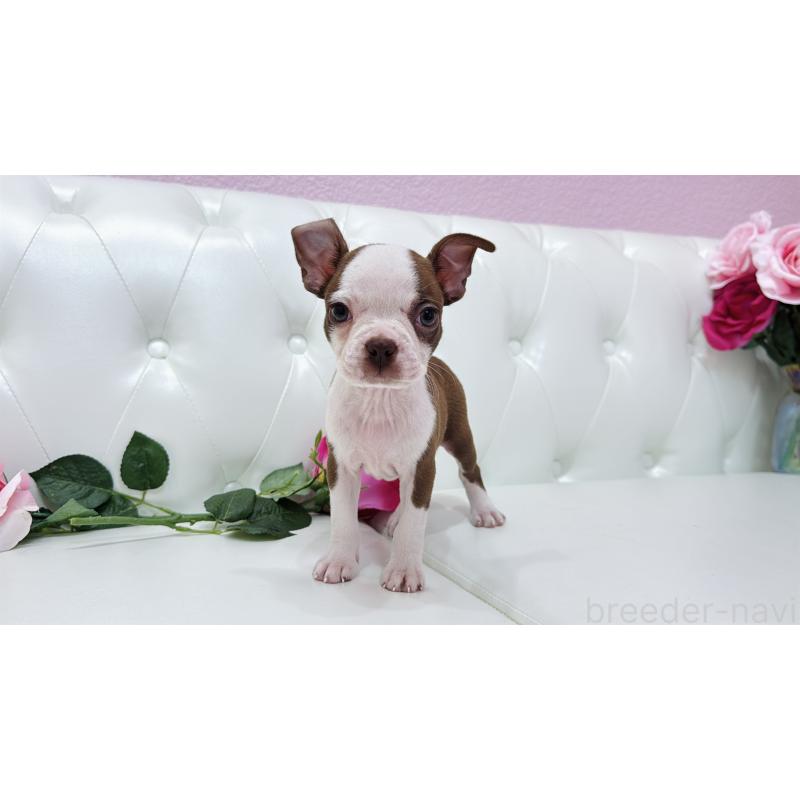 販売中の埼玉県のボストンテリア-416126の7枚目