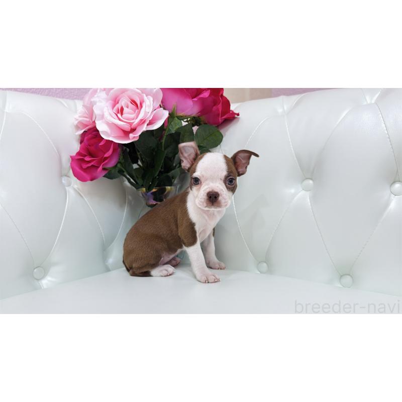 販売中の埼玉県のボストンテリア-416126の6枚目