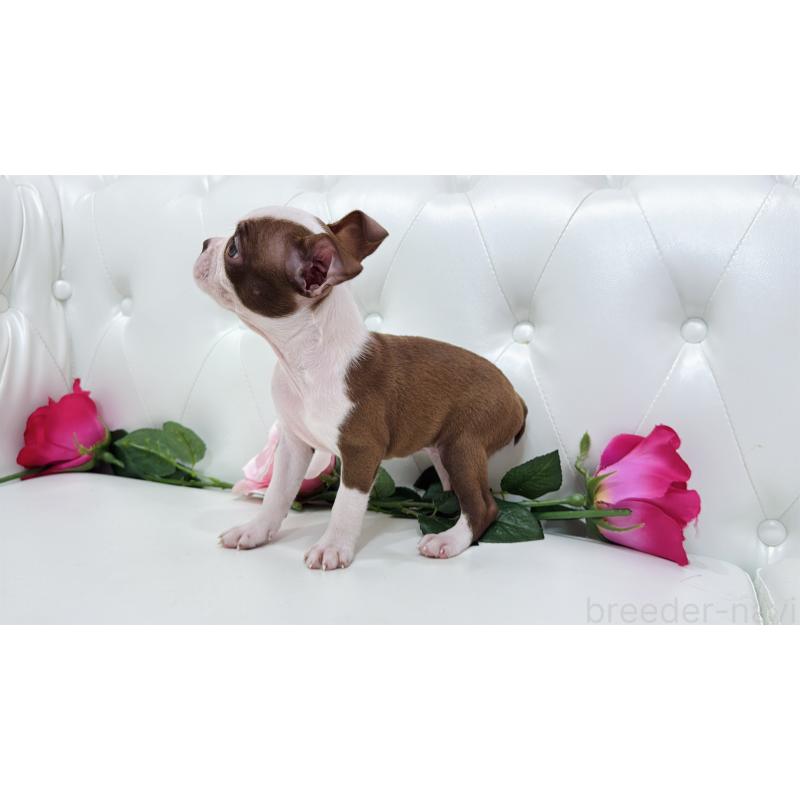 販売中の埼玉県のボストンテリア-416126の4枚目