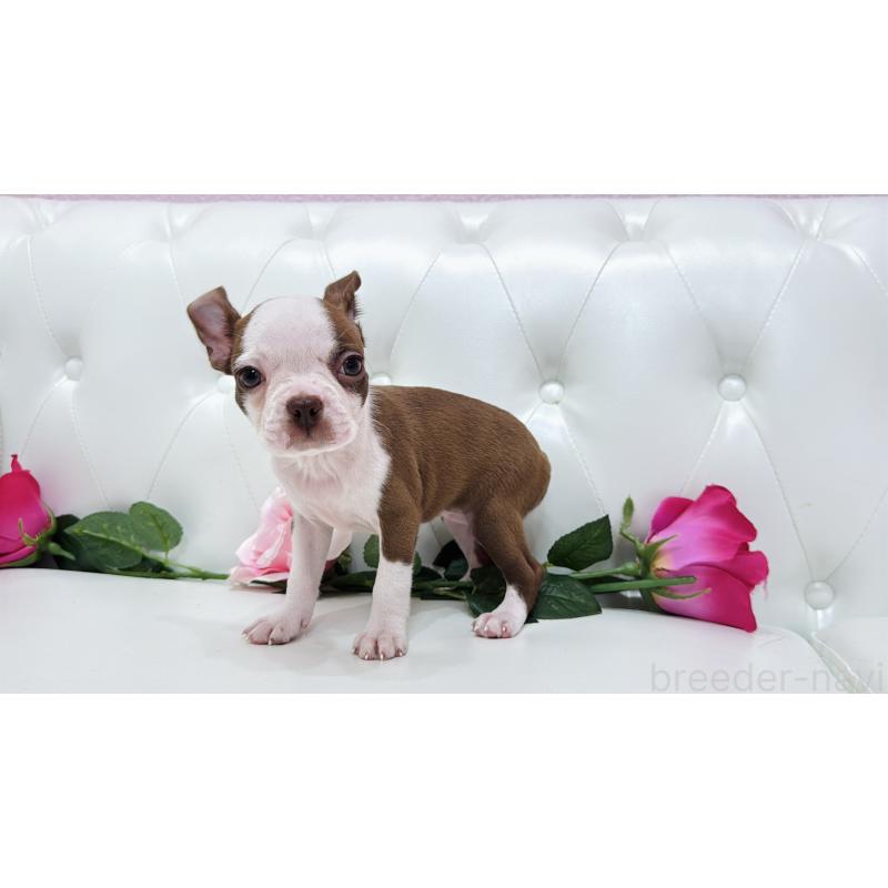 販売中の埼玉県のボストンテリア-416126の3枚目