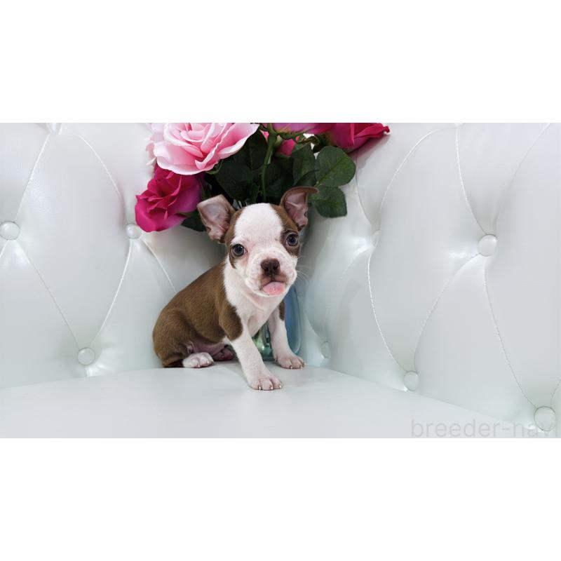 販売中の埼玉県のボストンテリア-416126の2枚目