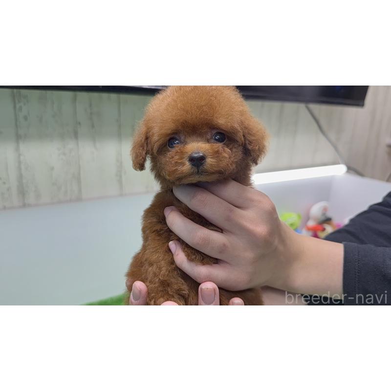 販売中の新潟県のティーカッププードル-421938の10枚目