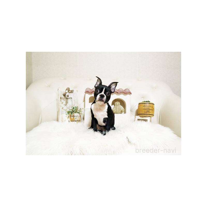 販売中の佐賀県のボストンテリア-402933の5枚目