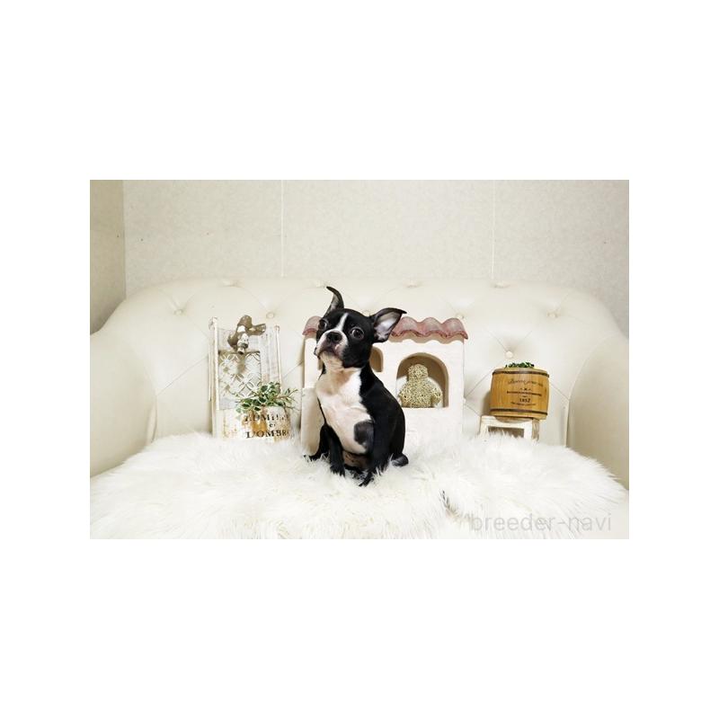 販売中の佐賀県のボストンテリア-402933の4枚目