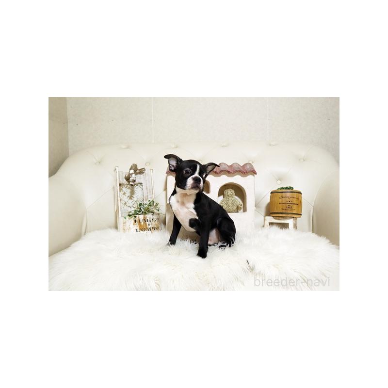 販売中の佐賀県のボストンテリア-402933の2枚目