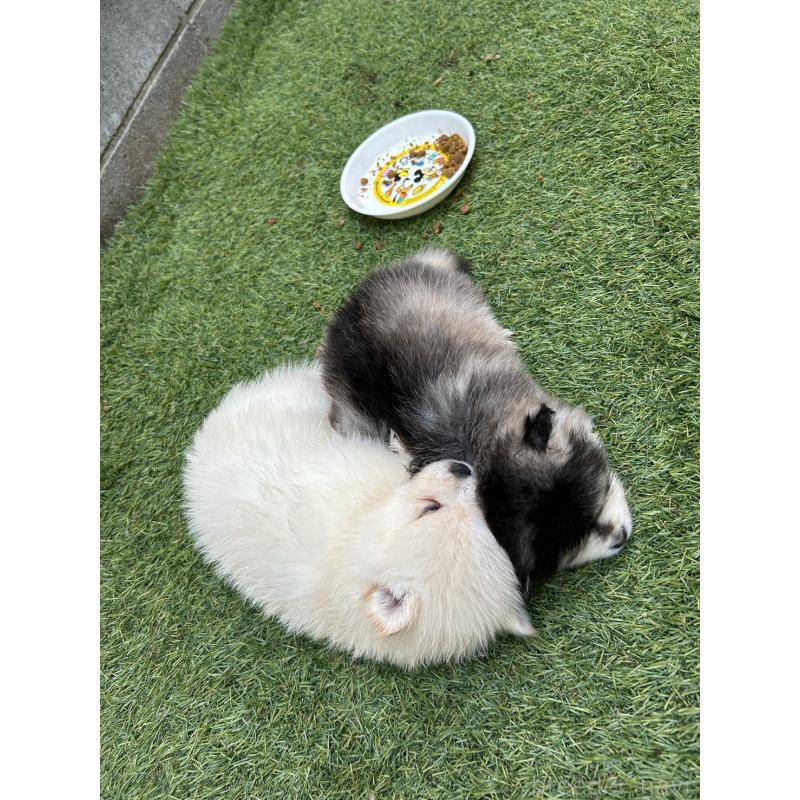 販売中の神奈川県のミックス犬-421945の2枚目