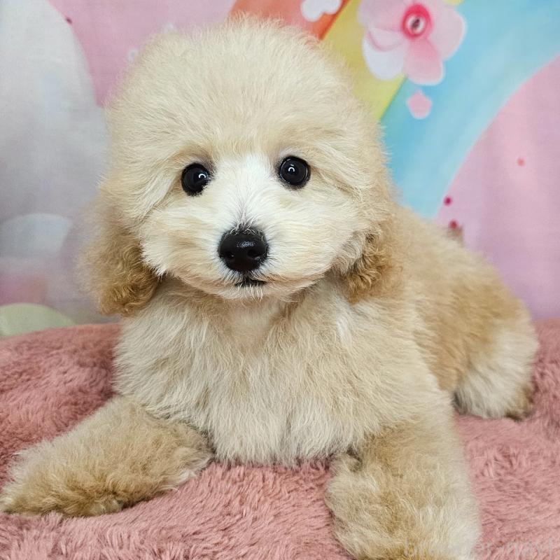 販売中の愛知県のミックス犬-403017の8枚目