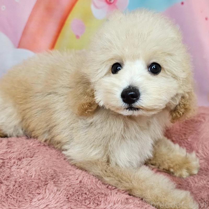 販売中の愛知県のミックス犬-403017の7枚目