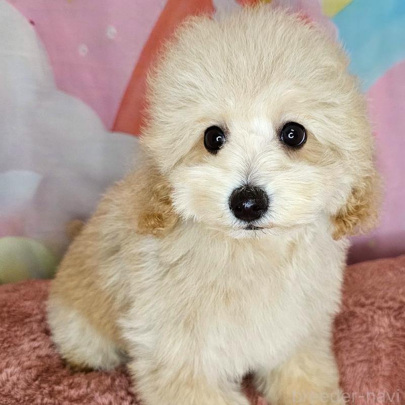 販売中の愛知県のミックス犬-403017の6枚目