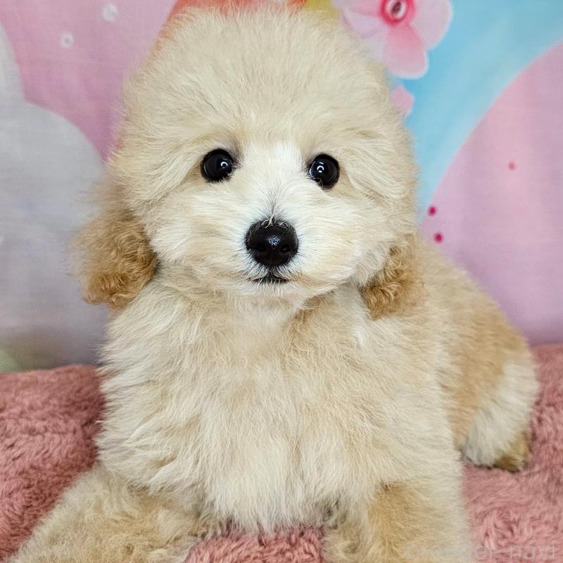 販売中の愛知県のミックス犬-403017の5枚目