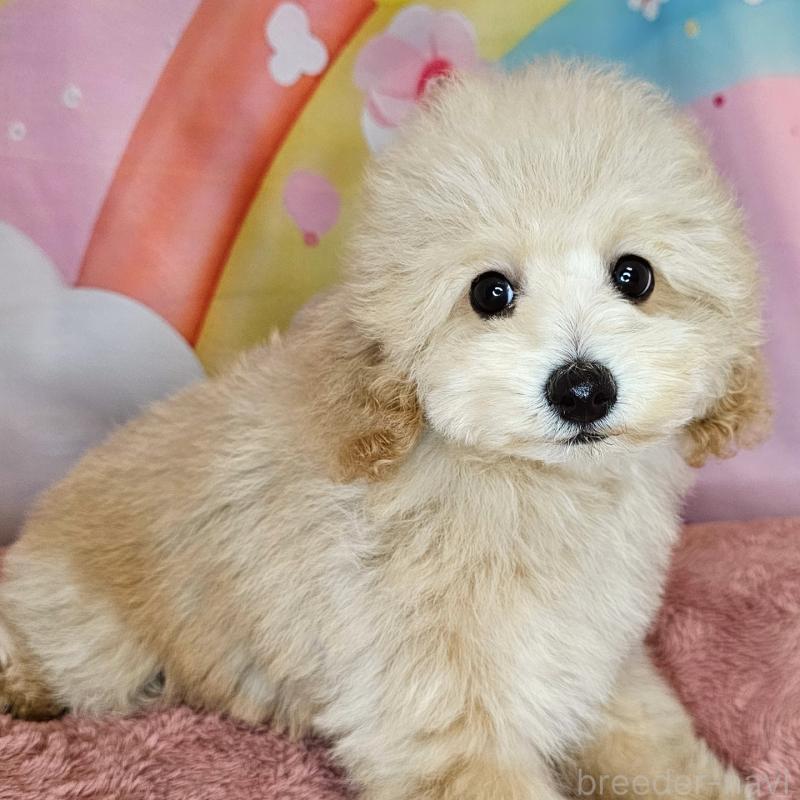 販売中の愛知県のミックス犬-403017の4枚目