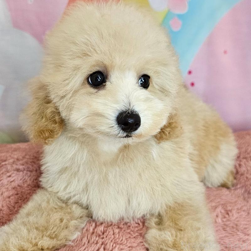 販売中の愛知県のミックス犬-403017の3枚目