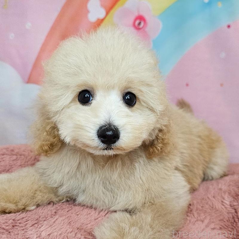 販売中の愛知県のミックス犬-403017の2枚目