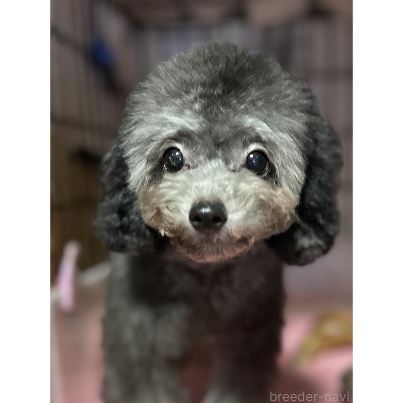 販売中の福岡県のタイニープードル-416208の13枚目