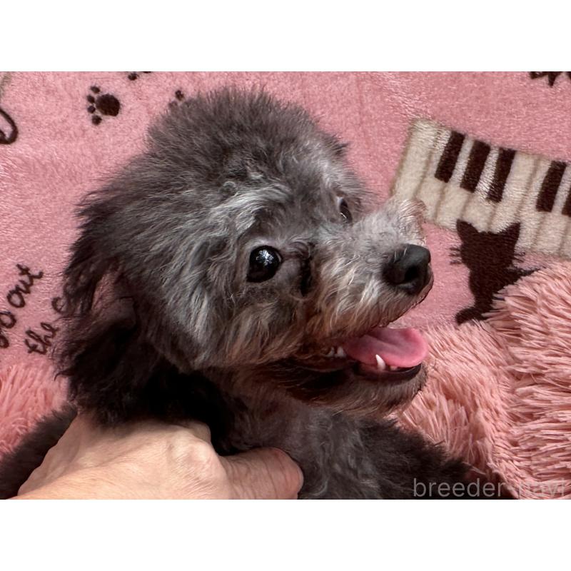 販売中の福岡県のタイニープードル-416208の12枚目