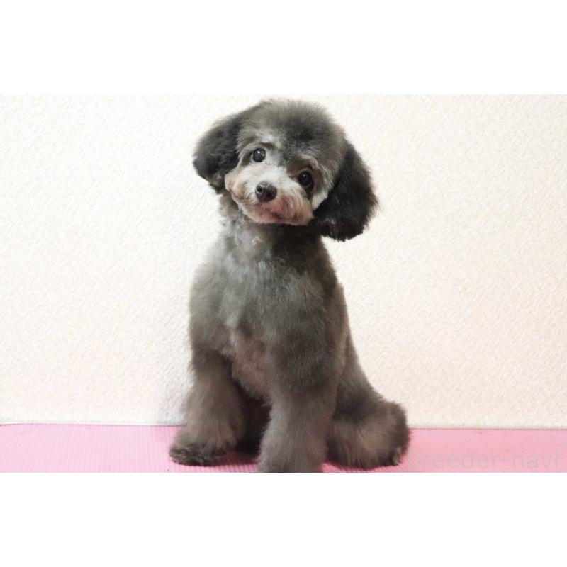 販売中の福岡県のタイニープードル-416208の11枚目