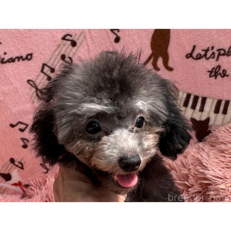 販売中の福岡県のタイニープードル-416208の9枚目