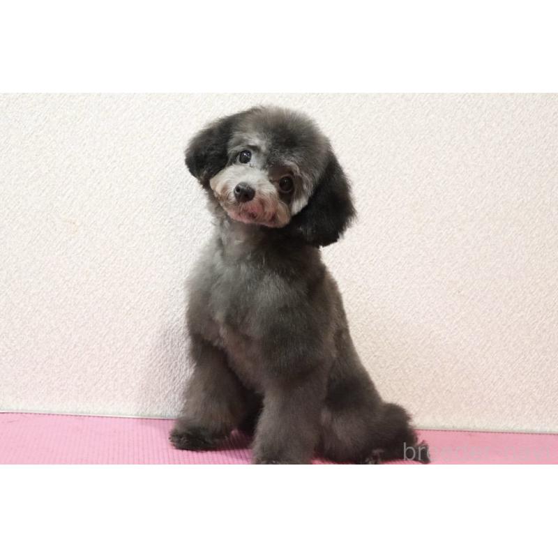 販売中の福岡県のタイニープードル-416208の6枚目