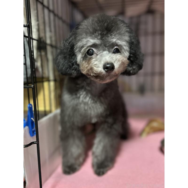 販売中の福岡県のタイニープードル-416208の5枚目