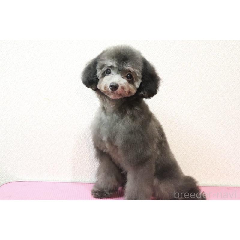 販売中の福岡県のタイニープードル-416208の4枚目